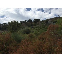 Photo France Corse Tox 2017-09 1