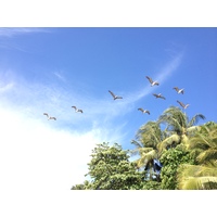Photo Costa Rica Montezuma 2015-03 503