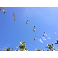 Photo Costa Rica 2015-03 72
