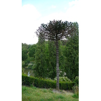 Photo France Paris Parc des Buttes-Chaumont 2007-08 78