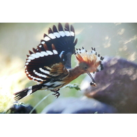 Photo Irlande Dublin Saint Stephen's Green 2008-09 42