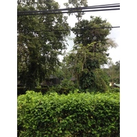 Photo Costa Rica Puerto Viejo de Talamanca 2015-03 98