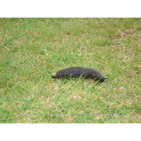 Photo Royaume-Uni Pembrokeshire Martins Havens 2006-05 6