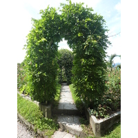 Photo Italie Villa Pallavicino 2009-06 87