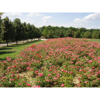 Photo France Villeneuve La Garenne Parc des Chanteraines 2007-07 7