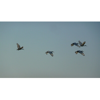 Photo France Guérande Les marais salants 2007-08 7