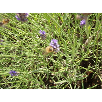 Photo France Villeneuve La Garenne Parc des Chanteraines 2007-07 6