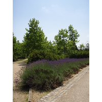 Photo France Villeneuve La Garenne Parc des Chanteraines 2007-07 71