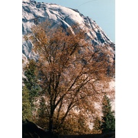 Photo États-Unis Parc National de Yosemite 1992-08 8