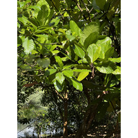 Photo Singapour Jardins botaniques de Singapore 2023-01 73