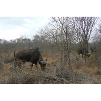 Photo Afrique du Sud Parc National Kruger Rivière Sable 2008-09 11
