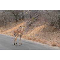 Photo Afrique du Sud Parc National Kruger 2008-09 188