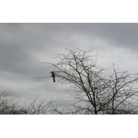 Photo Afrique du Sud Parc National Kruger 2008-09 4