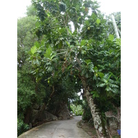 Photo Seychelles La Digue 2011-10 200