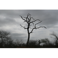Photo Afrique du Sud Parc National Kruger 2008-09 113
