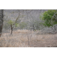 Photo Afrique du Sud Parc National Kruger Mpondo 2008-09 6