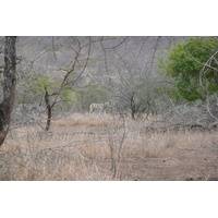 Photo Afrique du Sud Parc National Kruger Mpondo 2008-09 18