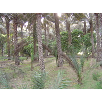 Photo Émirats arabes unis Al Ain Oasis 2005-03 7