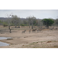 Photo Afrique du Sud Parc National Kruger Mpondo 2008-09 5