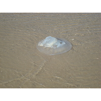 Photo Israel Herzliya 2006-12 90