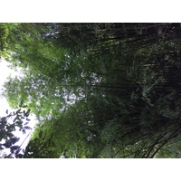 Photo Thaïlande Parc National Phu Hin Rong Kla 2014-12 115