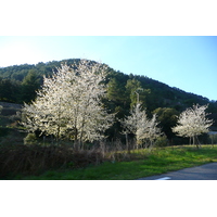 Photo France Les Cévennes 2008-04 41