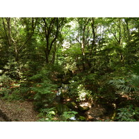 Photo Japon Tokyo Parc Yoyogi 2010-06 11