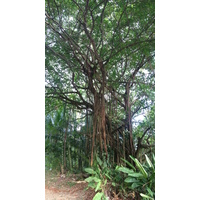 Photo Costa Rica Dominical 2015-03 120