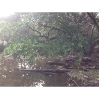 Photo Costa Rica Dominical 2015-03 74