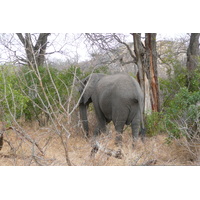 Photo Afrique du Sud Parc National Kruger 2008-09 67