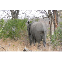 Photo Afrique du Sud Parc National Kruger 2008-09 77