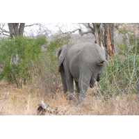 Photo Afrique du Sud Parc National Kruger 2008-09 36