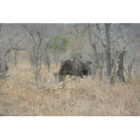 Photo Afrique du Sud Parc National Kruger 2008-09 89