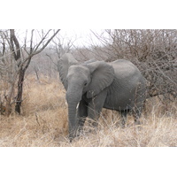 Photo Afrique du Sud Parc National Kruger 2008-09 58