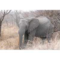 Photo Afrique du Sud Parc National Kruger 2008-09 46