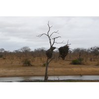 Photo Afrique du Sud Parc National Kruger 2008-09 127