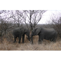 Photo Afrique du Sud Parc National Kruger 2008-09 171