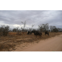 Photo Afrique du Sud Parc National Kruger 2008-09 69