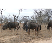 Photo Afrique du Sud Parc National Kruger 2008-09 90