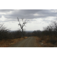 Photo Afrique du Sud Parc National Kruger 2008-09 161