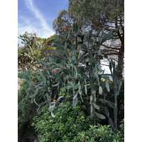 Photo France Corse Calvi 2023-06 1