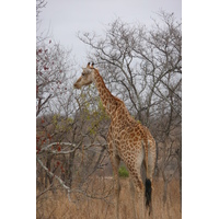 Photo Afrique du Sud Parc National Kruger 2008-09 149