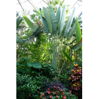 Photo France Nice Parc Phoenix 2007-10 40