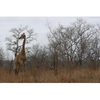 Photo Afrique du Sud Parc National Kruger 2008-09 129