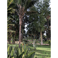 Photo Italie Sicile Palermo Palais des Normands 2020-02 163
