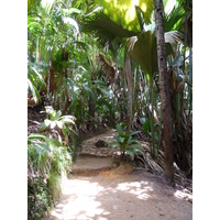 Photo Seychelles Vallée de Mai 2011-10 7