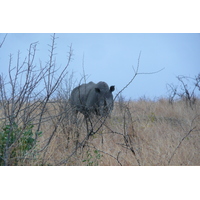 Photo Afrique du Sud Parc National Kruger 2008-09 146