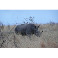 Photo Afrique du Sud Parc National Kruger 2008-09 131