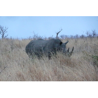 Photo Afrique du Sud Parc National Kruger 2008-09 128