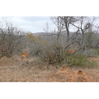 Photo Afrique du Sud Parc National Kruger 2008-09 84